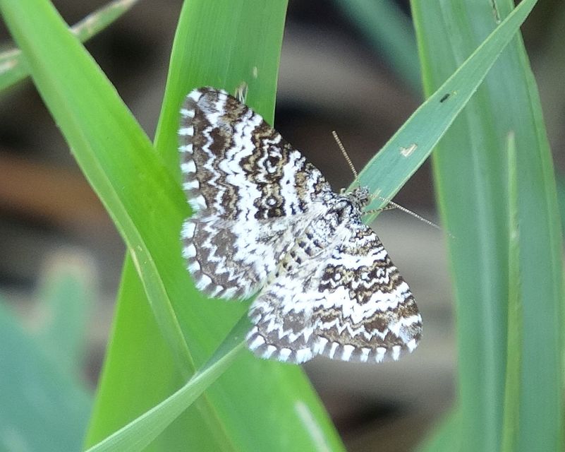 Epirrhoe pupillata - hullámos galajaraszoló