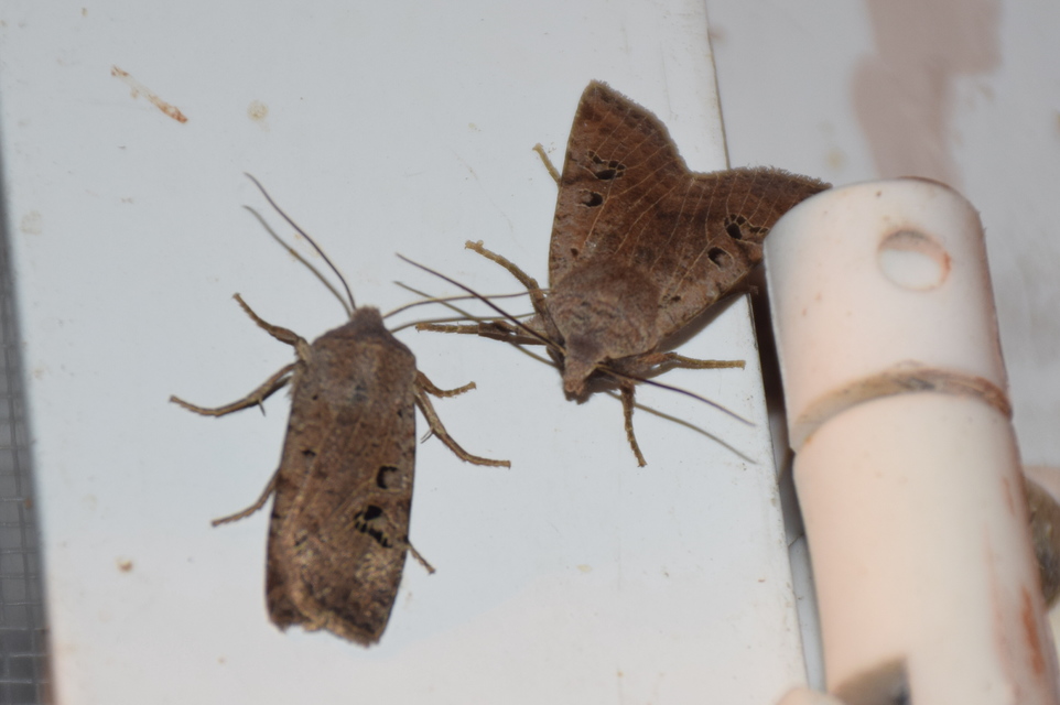 Conistra rubiginosa - szürke télibagoly