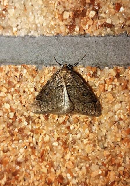 Theria rupicapraria - tavaszi kökényaraszoló