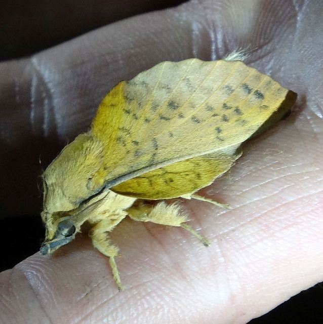 Gastropacha populifolia - sárga pohók