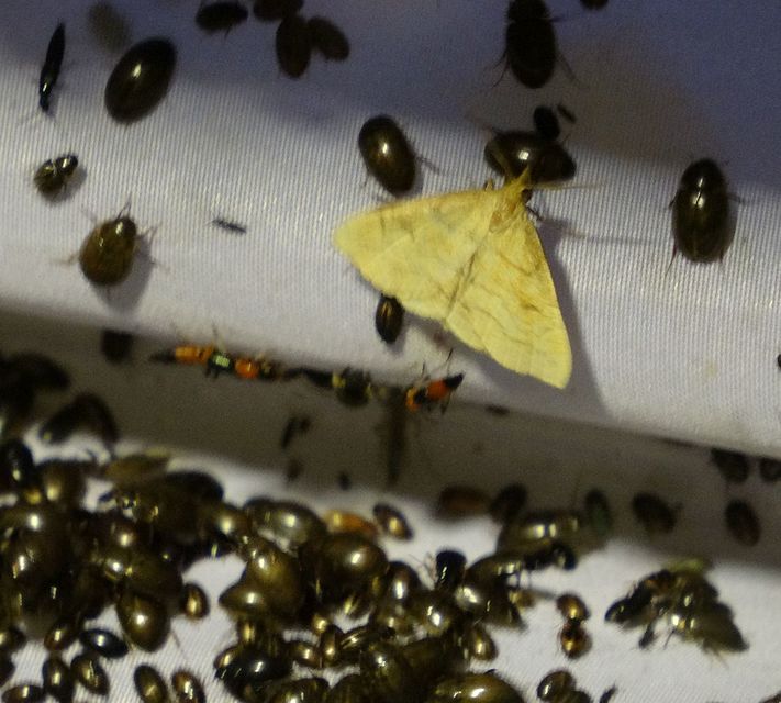 Polypogon gryphalis - láperdei karcsúbagoly