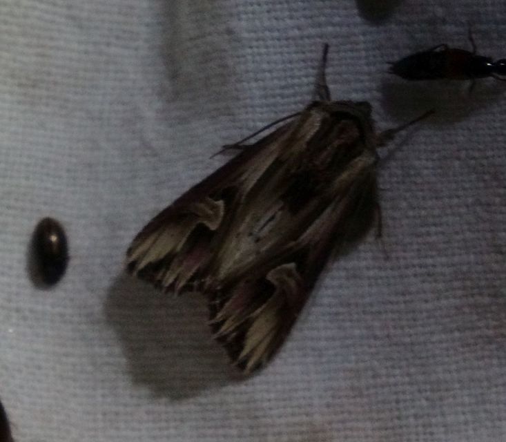 Actinotia polyodon - nagy sugarasbagoly