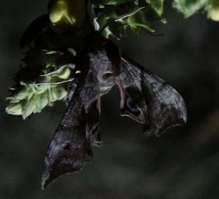 Smerinthus ocellatus - esti pávaszem