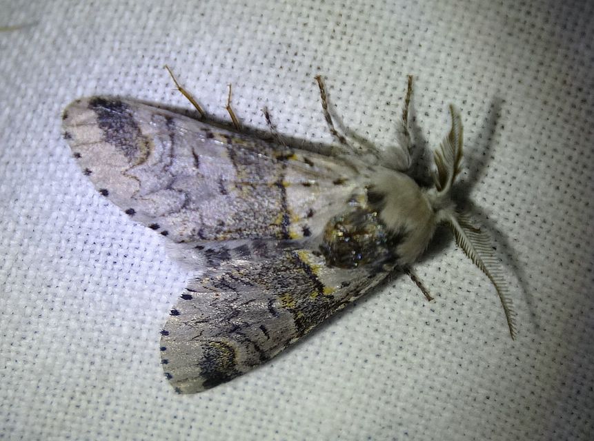 Furcula furcula - szürke púposszövő