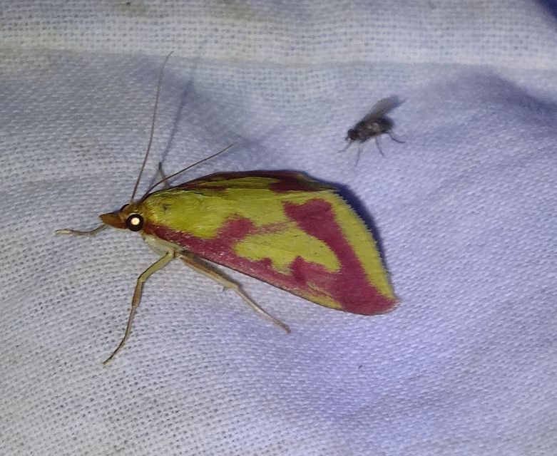 Ostrinia palustralis - mocsári tűzmoly