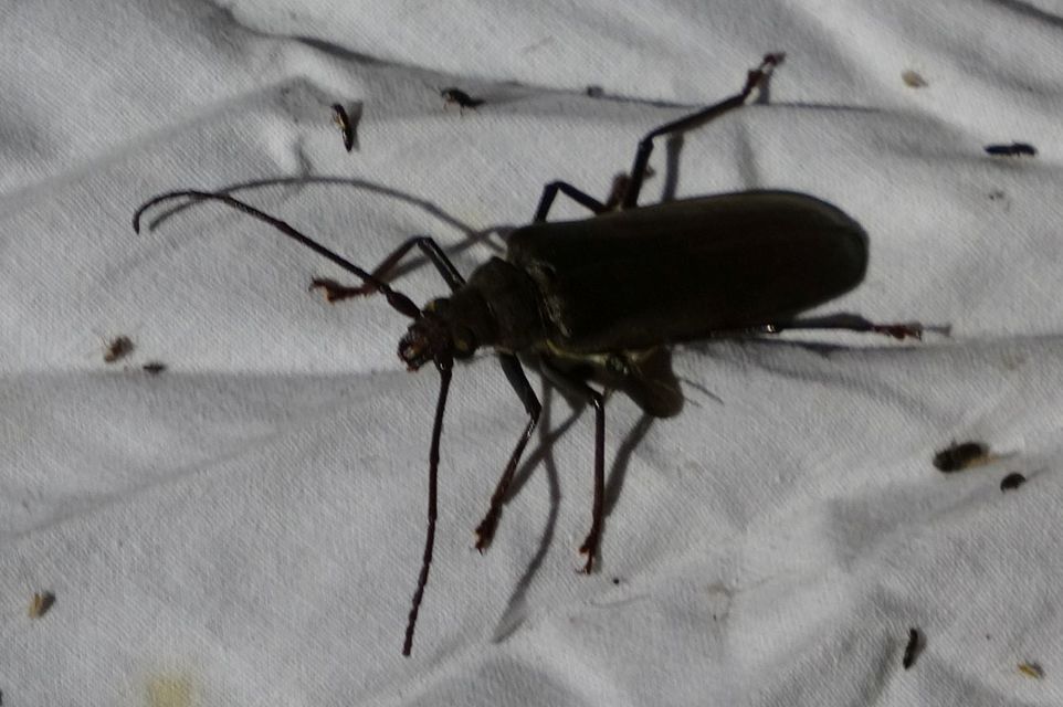 Aegosoma scabricorne - diófacincér