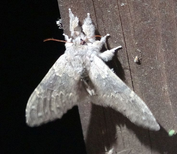 Stauropus fagi - bükkfa-púposszövő