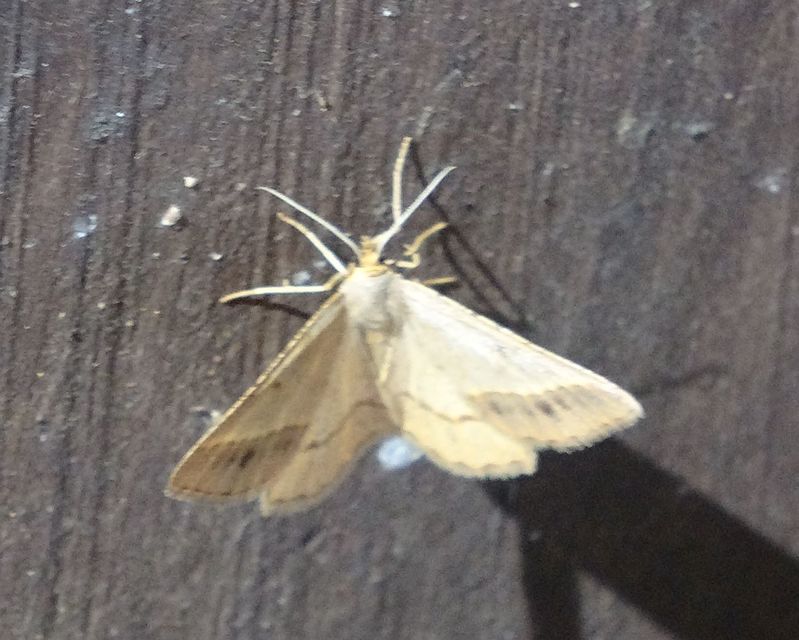 Tephrina arenacearia - lucerna-araszoló