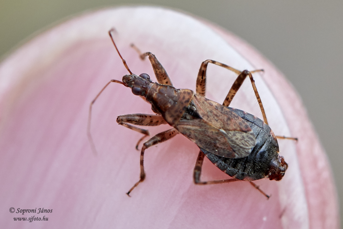 Himacerus mirmicoides - csalán-tolvajpoloska