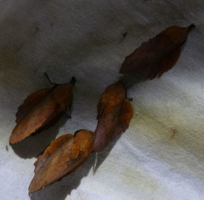 Gastropacha quercifolia - tölgylevélpohók