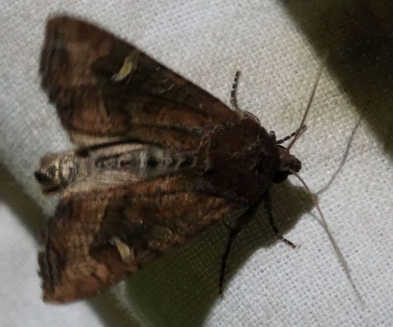 Helotropha leucostigma - mocsári nőszirombagoly