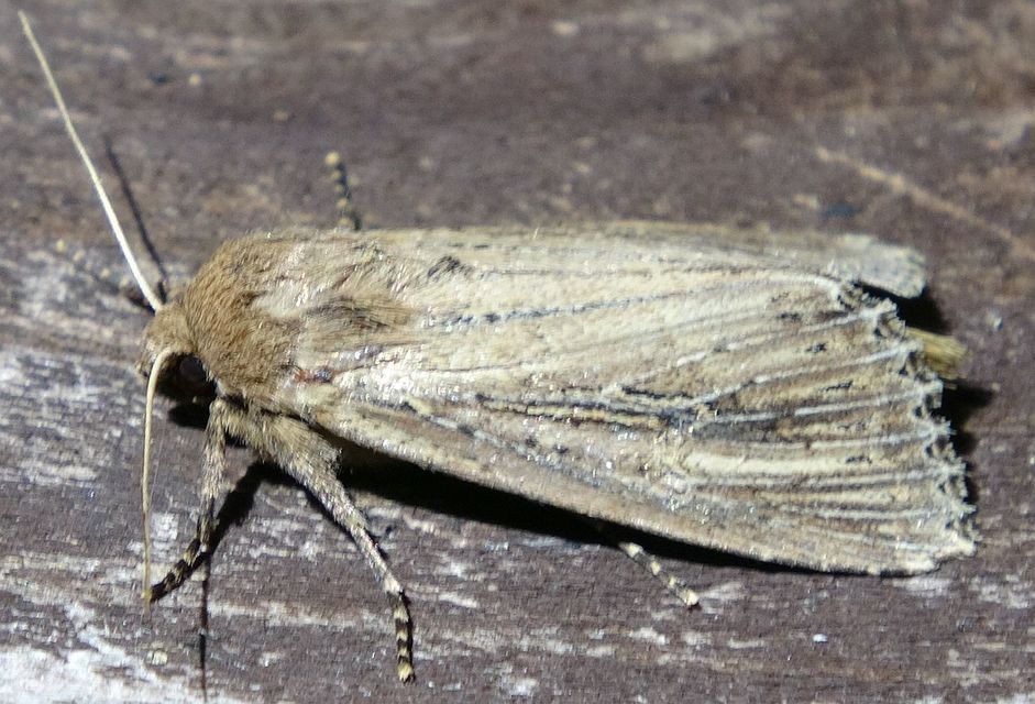 Nonagria typhae - gyékényevő nádibagoly