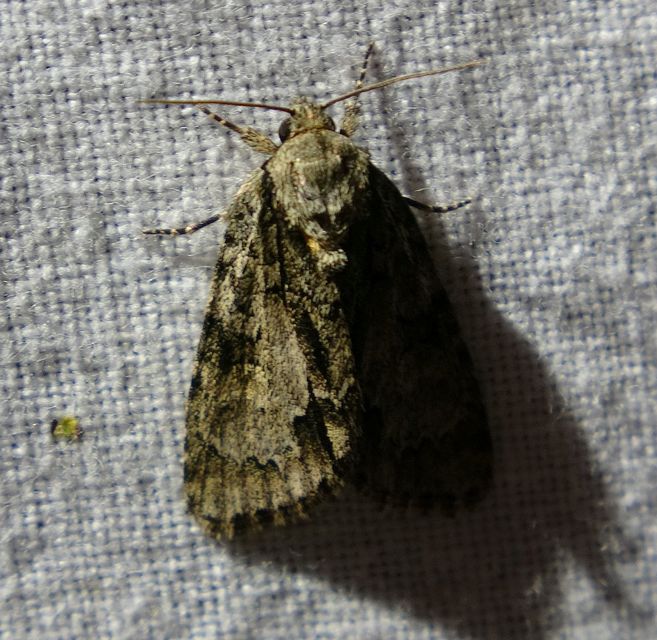 Acronicta strigosa - kis szigonyosbagoly