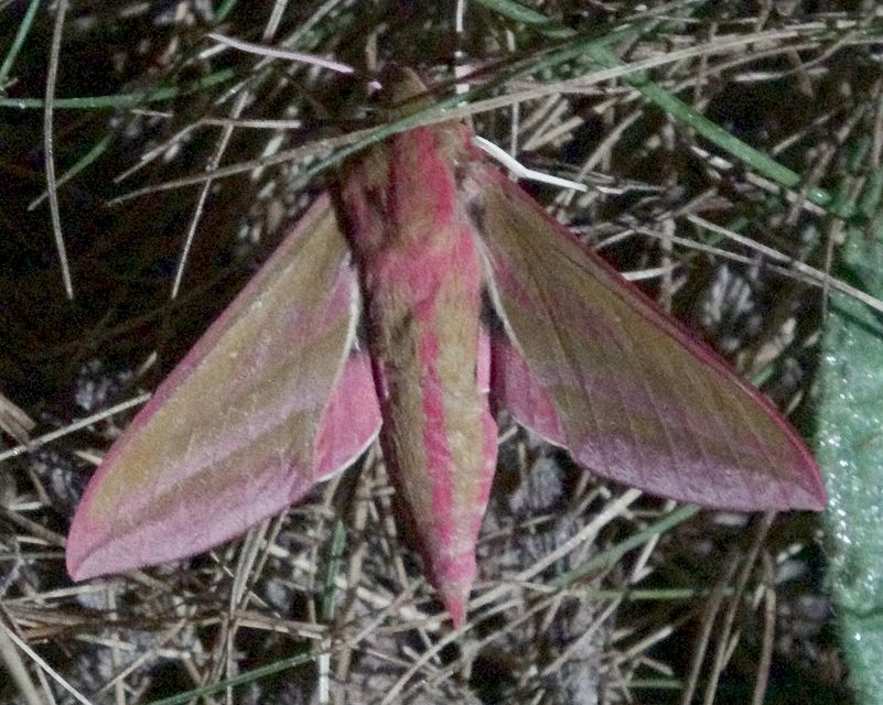 Deilephila elpenor - szőlőszender