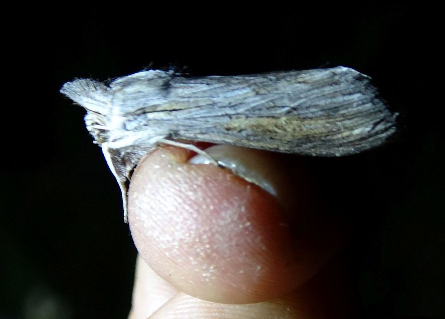 Cucullia umbratica - közönséges csuklyásbagoly