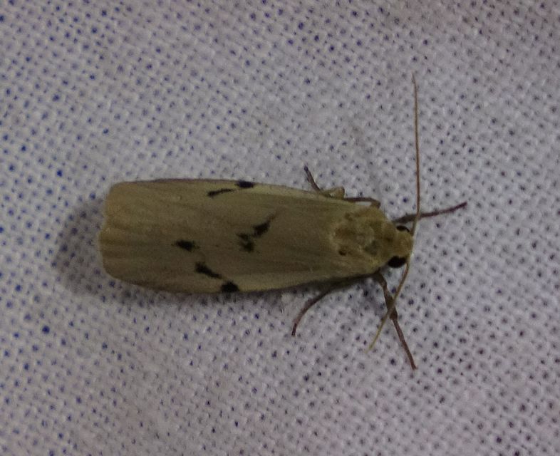Pelosia muscerda - hamvas zuzmószövő