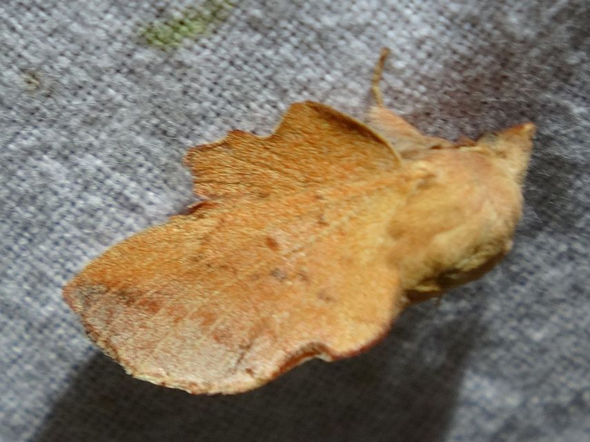 Phyllodesma tremulifolia - nyárlevélpohók