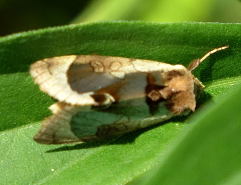 Diachrysia zosimi - nemes aranybagoly