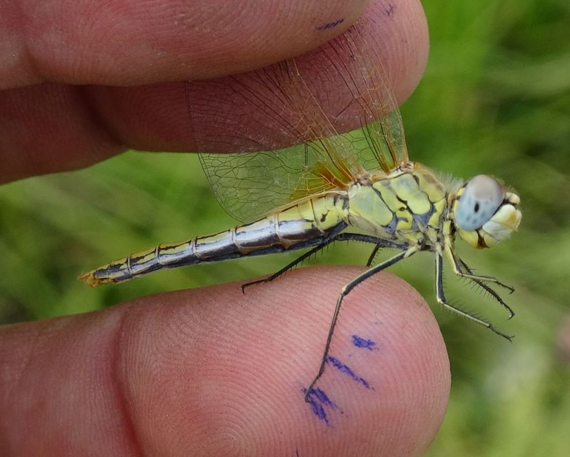 Sympetrum fonscolombii - vándor katona-szitakötő