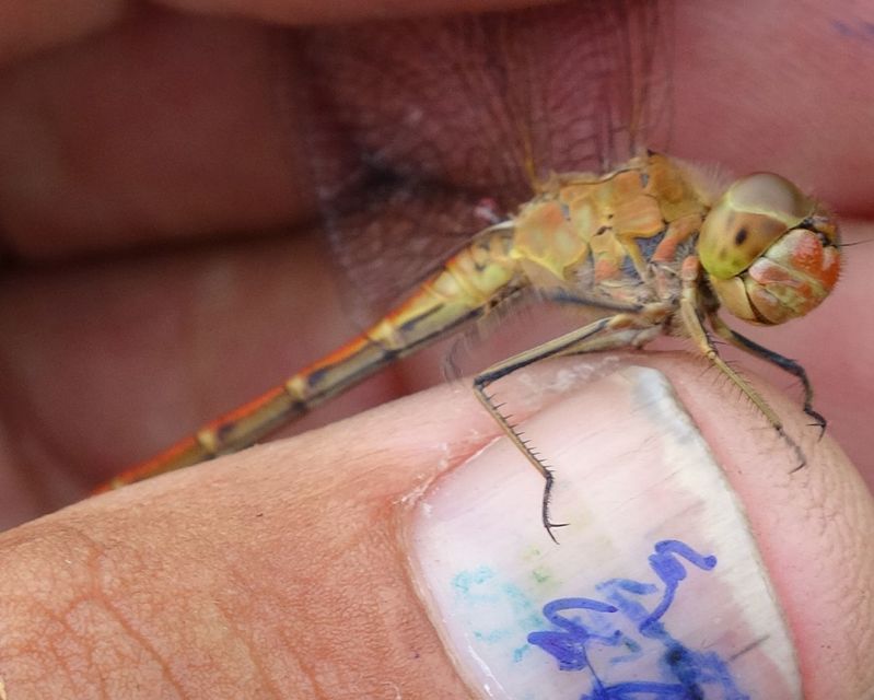 Sympetrum meridionale - fakó katona-szitakötő