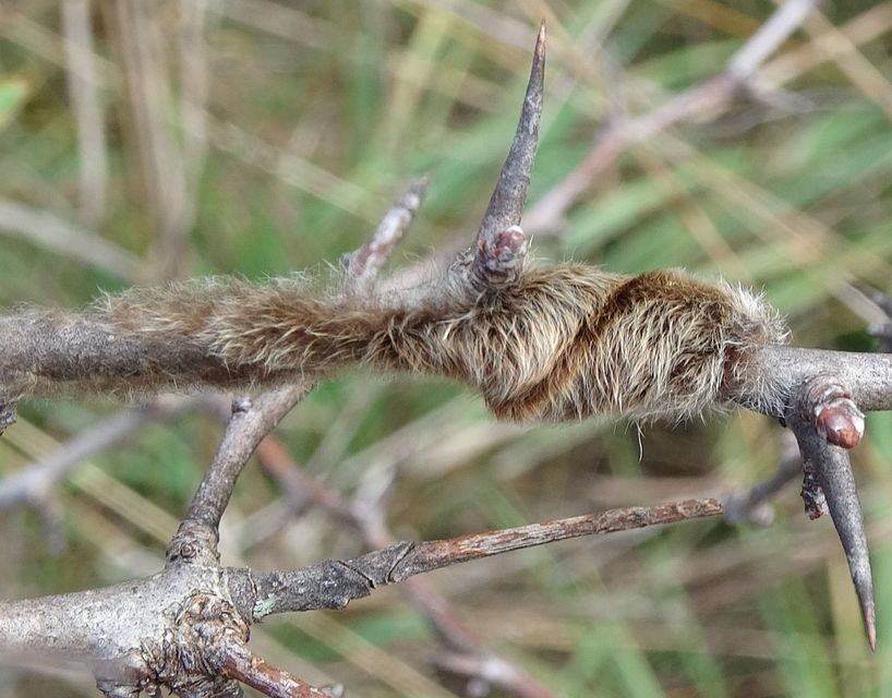 Eriogaster catax - sárga gyapjasszövő