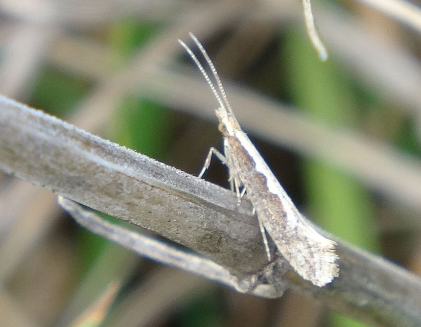 Plutella xylostella - káposztamoly