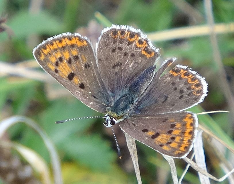Lycaena tityrus - barna tűzlepke
