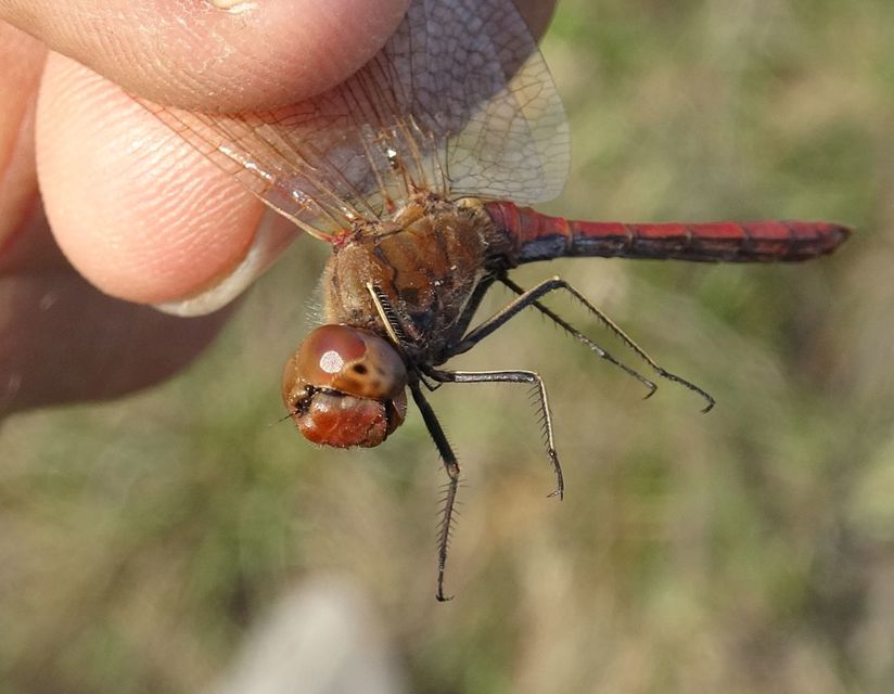 Sympetrum vulgatum - barkós katona-szitakötő