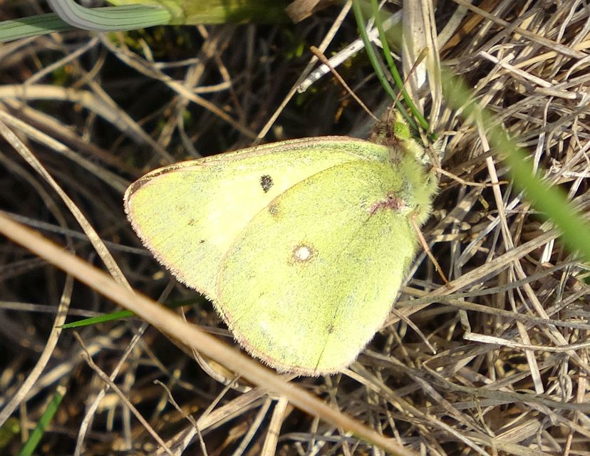 Colias erate - csángó-kéneslepke