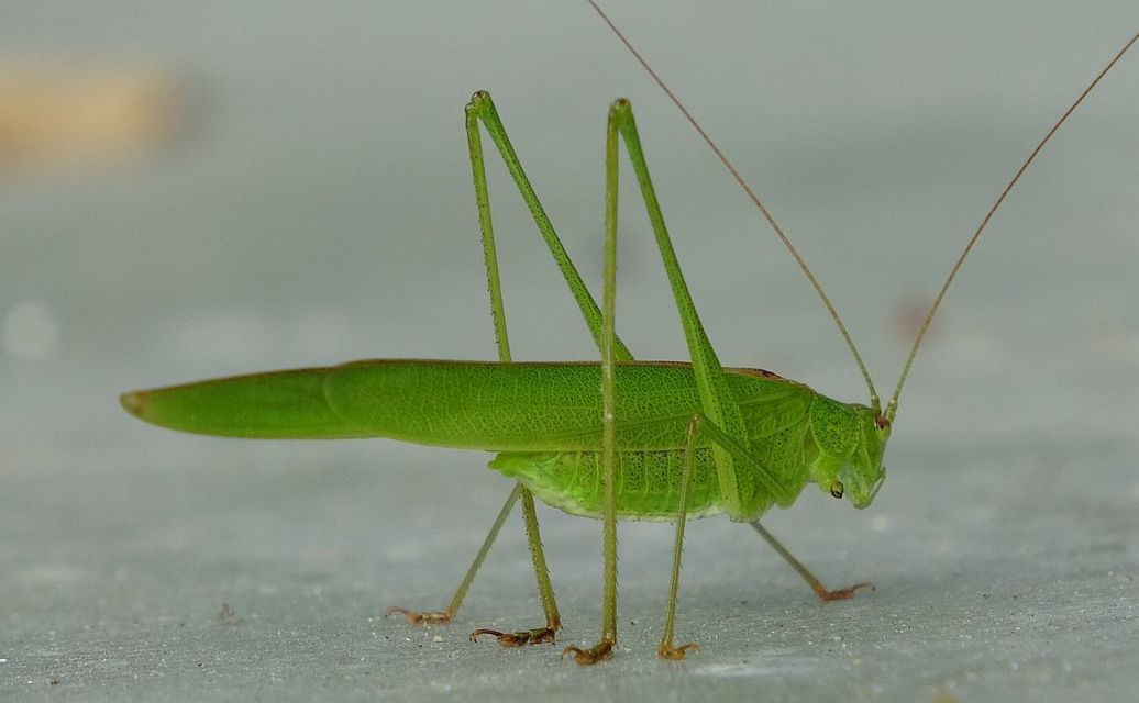 Phaneroptera nana - pontozott repülőszöcske