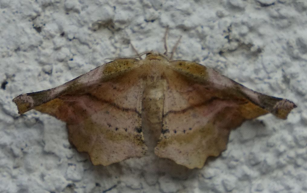 Apeira syringaria - orgona-araszoló