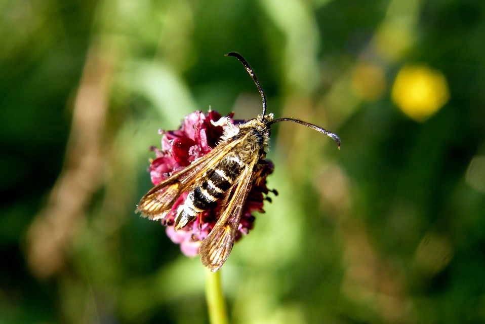 Sesiidae - szitkárfélék