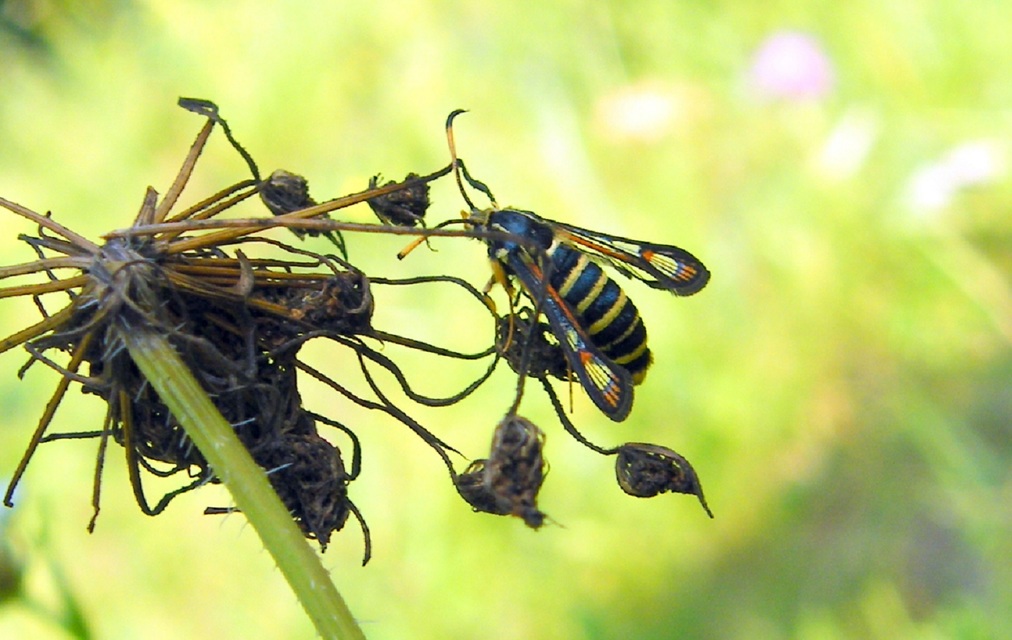 Sesiidae - szitkárfélék