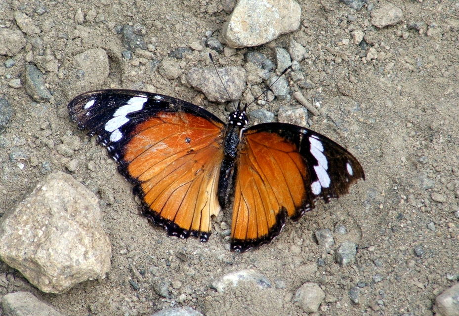 Danaus chrysippus