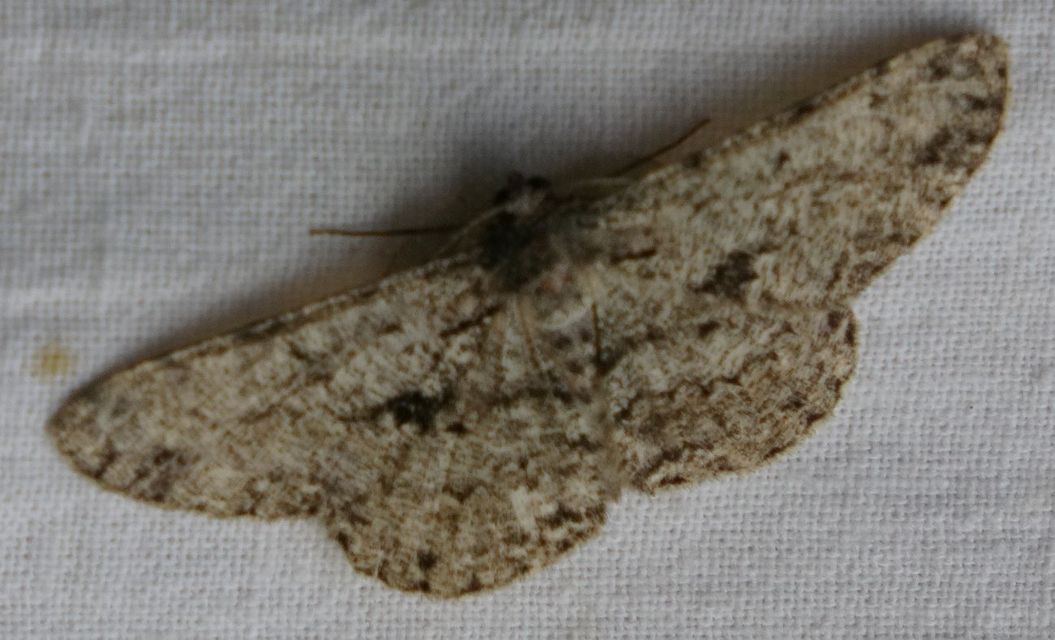 Hypomecis roboraria - nagy tölgyfaaraszoló
