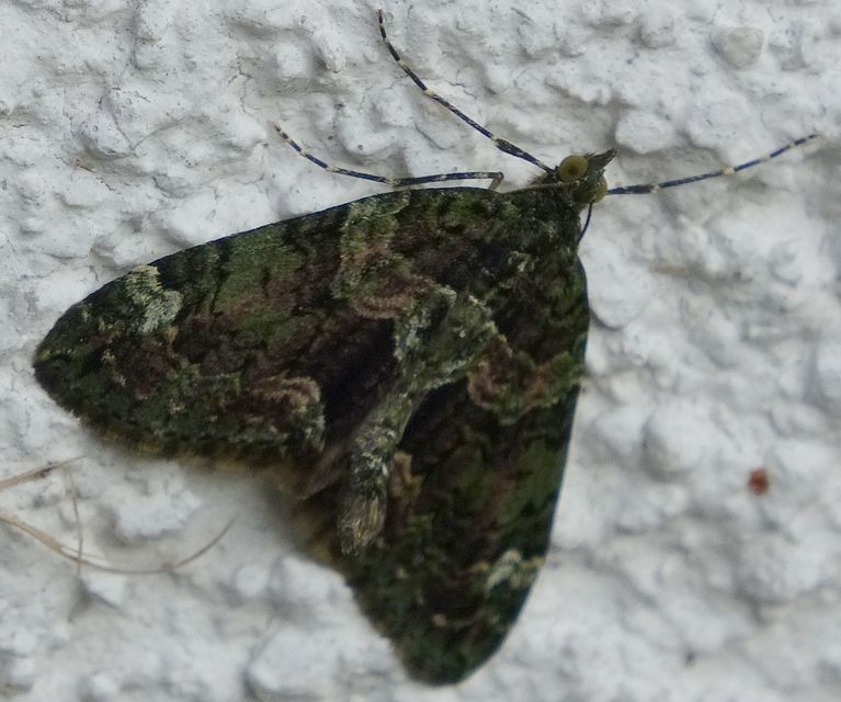 Chloroclysta siterata - salátazöld araszoló