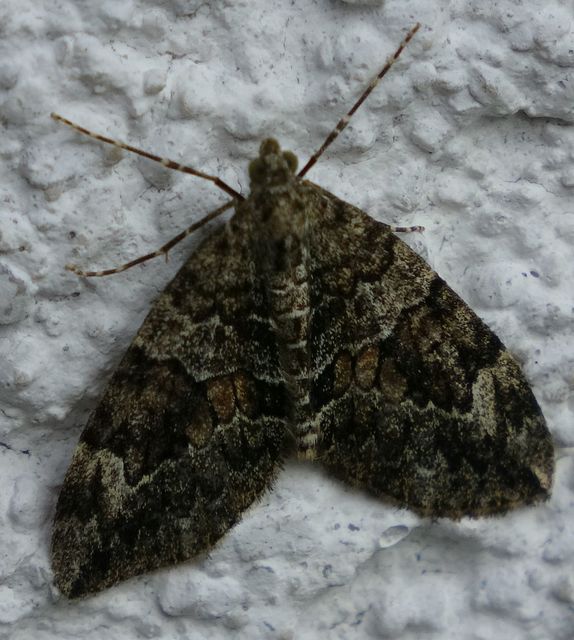 Thera variata - változékony fenyőaraszoló