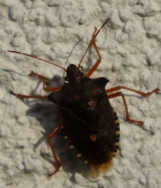 Pentatoma rufipes - vöröslábú címerespoloska Pentatoma rufipes - vöröslábú címerespoloska