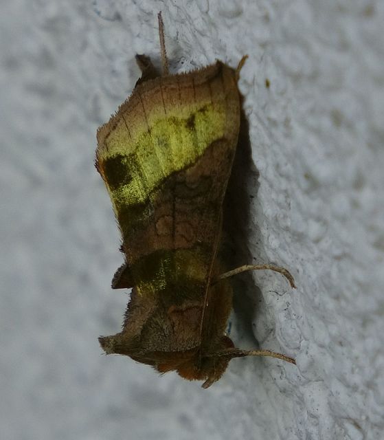 Diachrysia chrysitis - aranybagoly