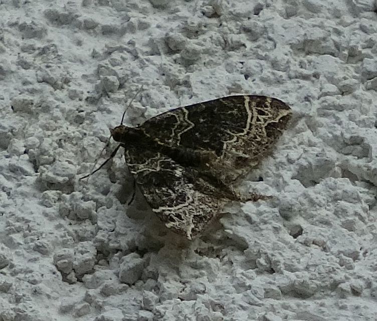 Ecliptopera silaceata - barna tarkaaraszoló