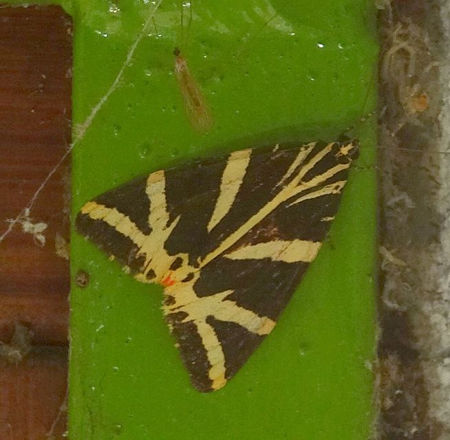 Euplagia quadripunctaria - csíkos medvelepke