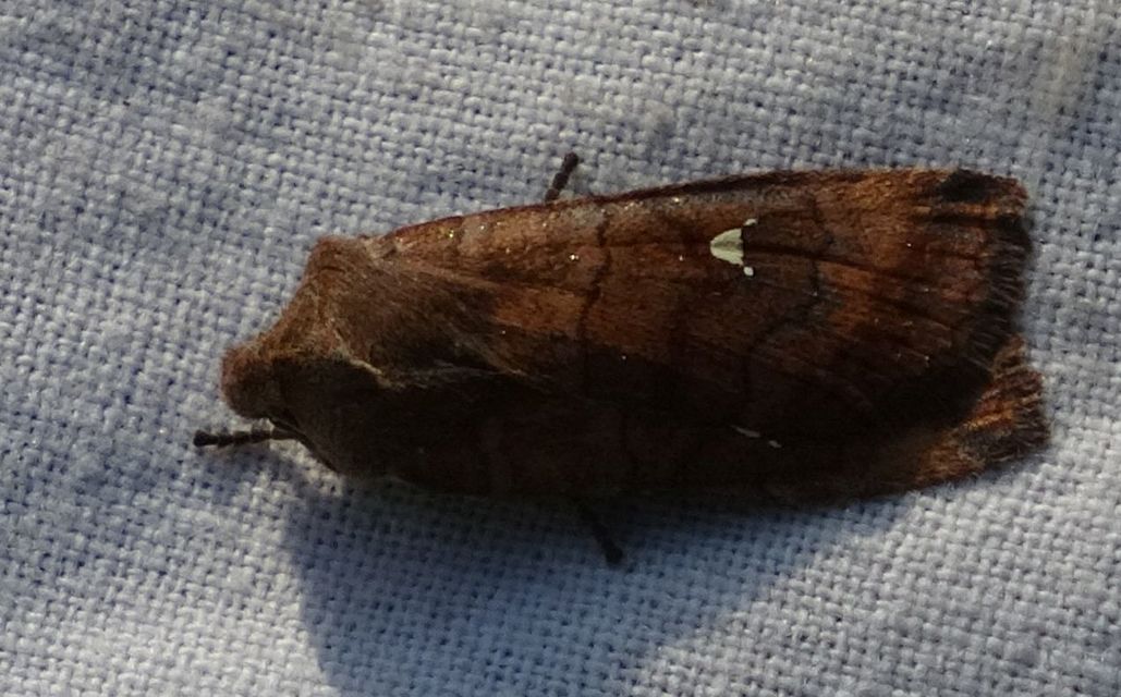 Eupsilia transversa - holdacskás télibagoly