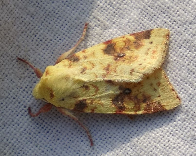 Cirrhia icteritia - nyárfa-sárgabagoly