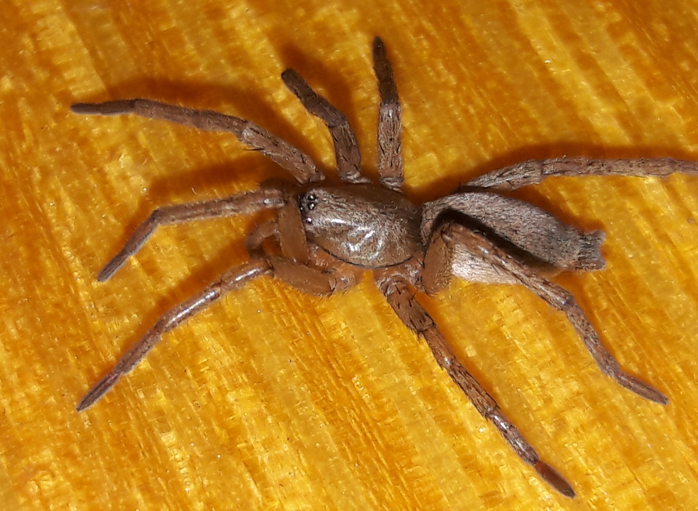 Drassodes pubescens