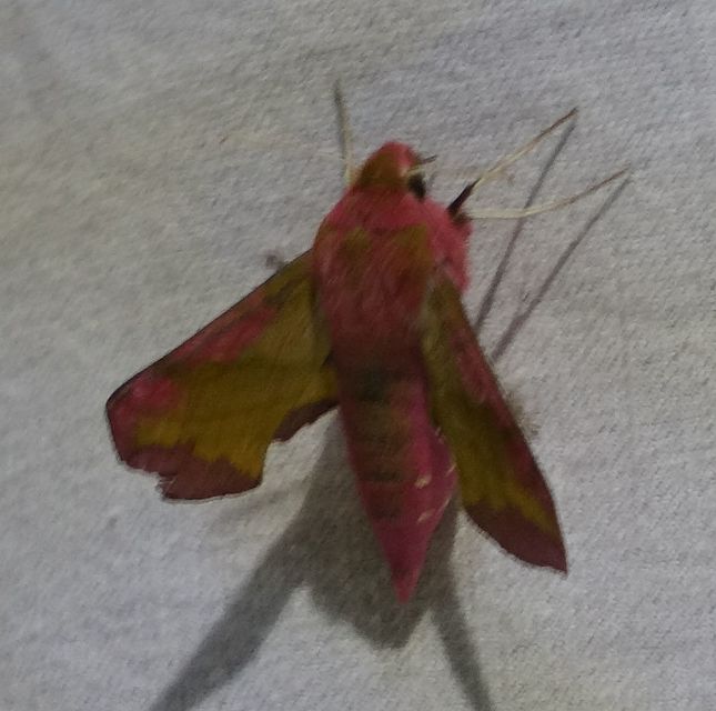 Deilephila porcellus - piros szender