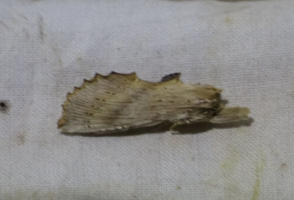 Pterostoma palpina - csőrös púposszövő