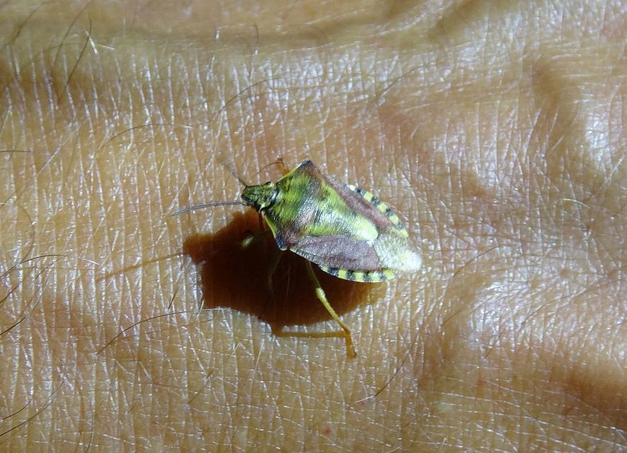 Carpocoris Carpocoris