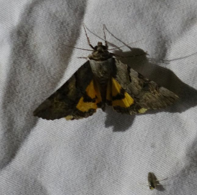 Catocala hymenaea - kökény-övesbagoly