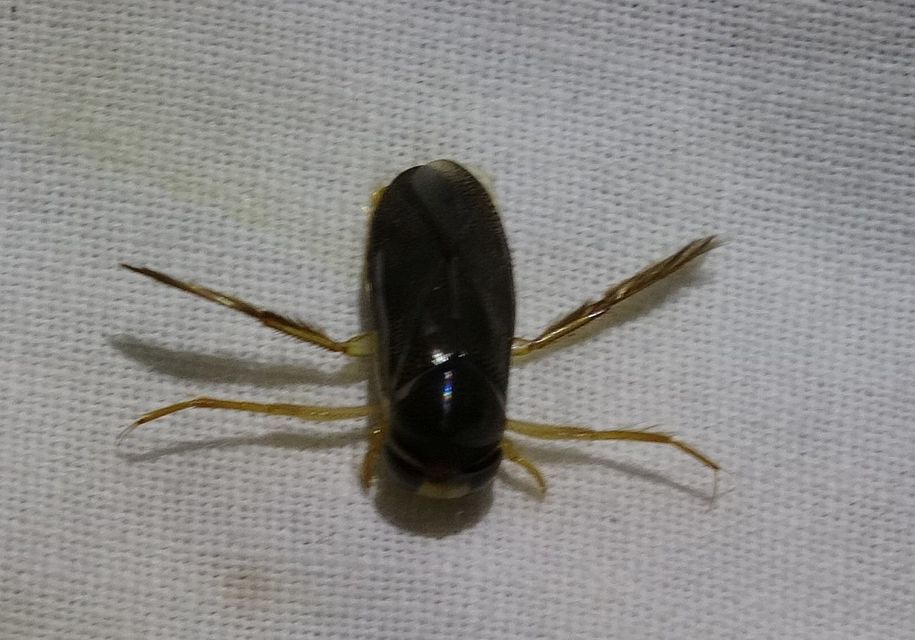 Corixidae - búvárpoloskák Corixidae - búvárpoloskák