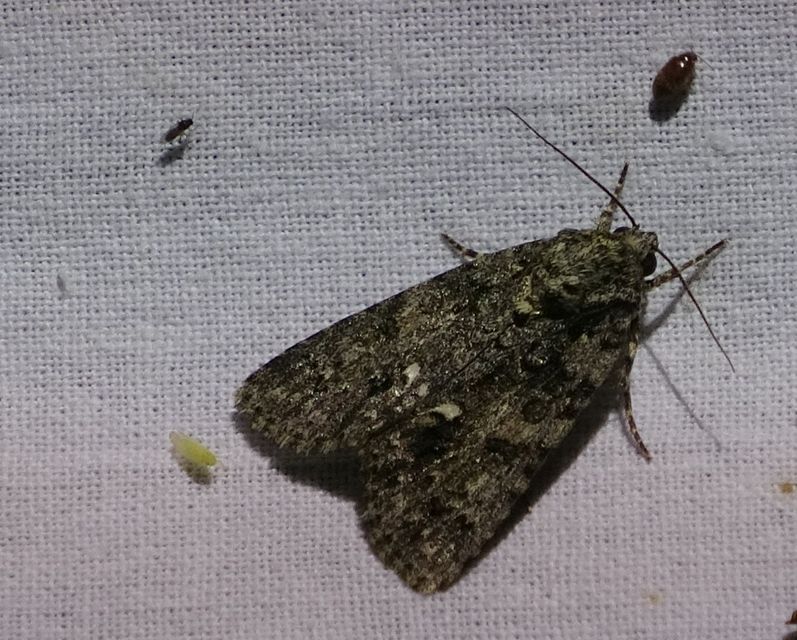 Acronicta rumicis - sóska-szigonyosbagoly